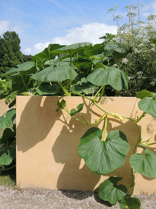 De plantentuin van Meise