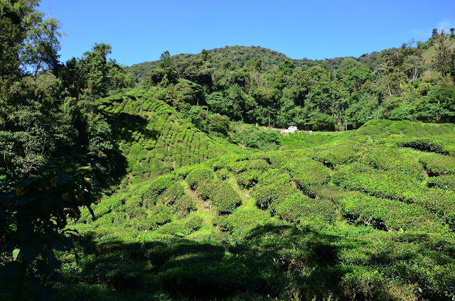 Cameron Highlands - plantacja herbaty