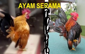 Anim Agro Technology: AYAM SERAMA - HARGA DAN FENOMENA