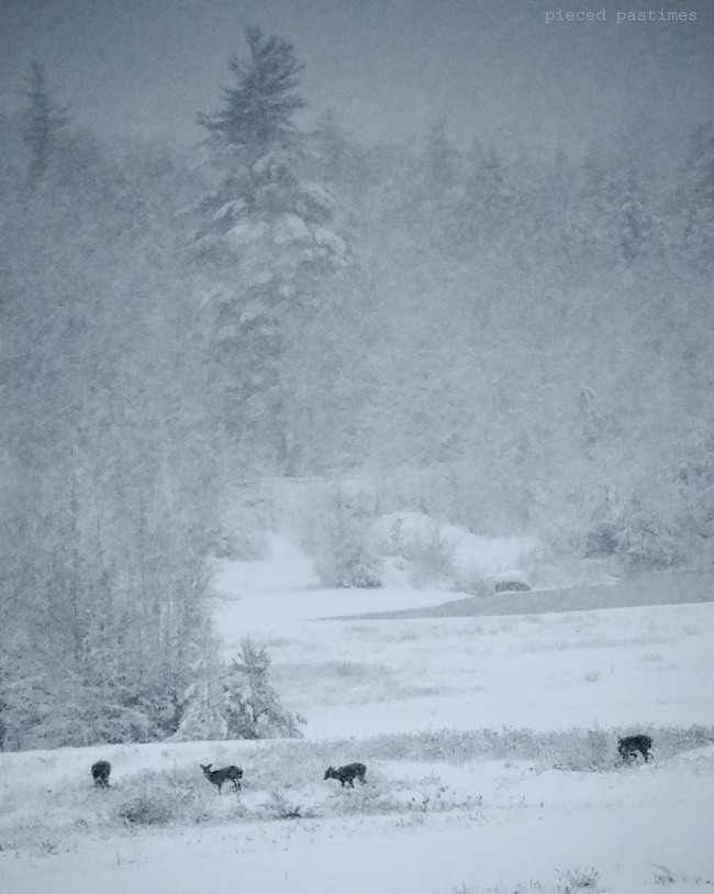 Deer in the Snowstorm at Pieced Pastimes