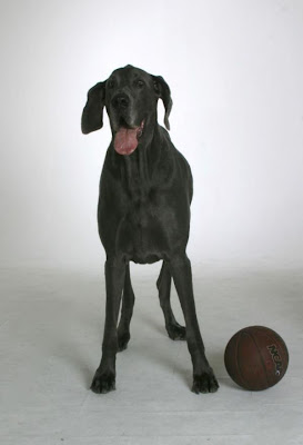 Meet Giant George, the World’s Tallest Dog