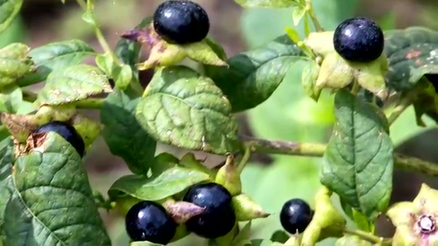 Most Poisonous Plants, Deadly Nightshade