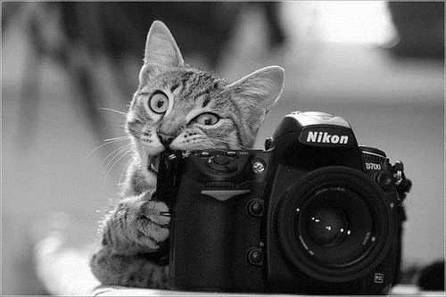cute-cat-21