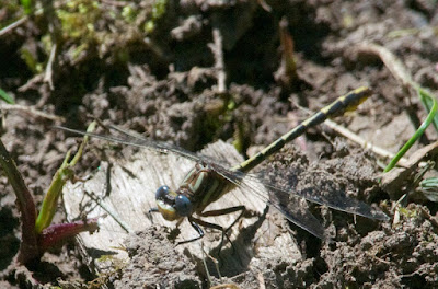 Lancet Clubtail (Phanogomphus exilis)