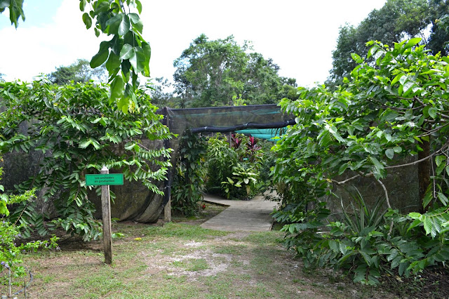 Guyane, Jardin botanique, Macouria, orchidée