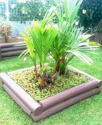 cyrtostachys renda using suckers, cyrtostachys renda germination, cyrtostachys renda propagation, lipstick palm for sale, lipstick palm tree for sale, sealing wax palm, red sealing wax palm tree, cyrtostachys renda for sale