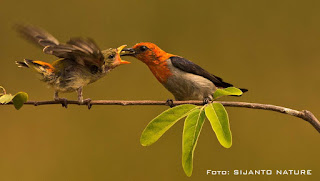 Burung Cabai Jawa