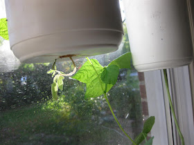 tomato seedling, grow upside down in window