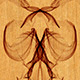 Insect design