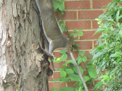 Squirrel number 2