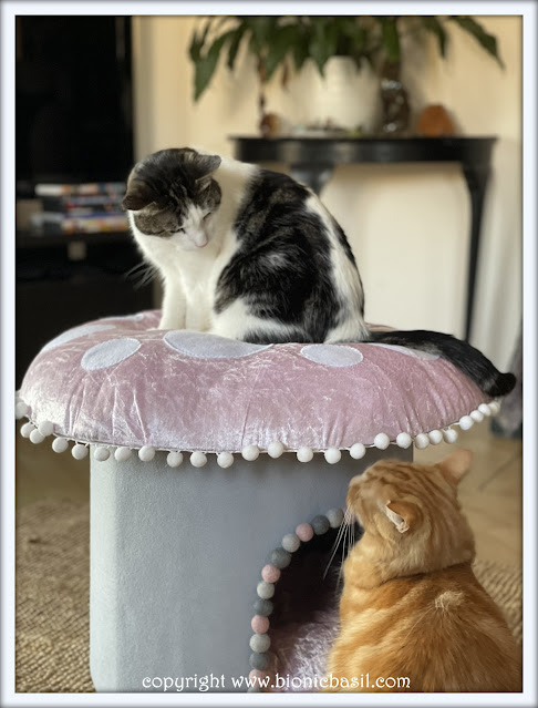 Valentine's Crafting with Cats ©BionicBasil® The Love Shroom with Melvyn and Fudge
