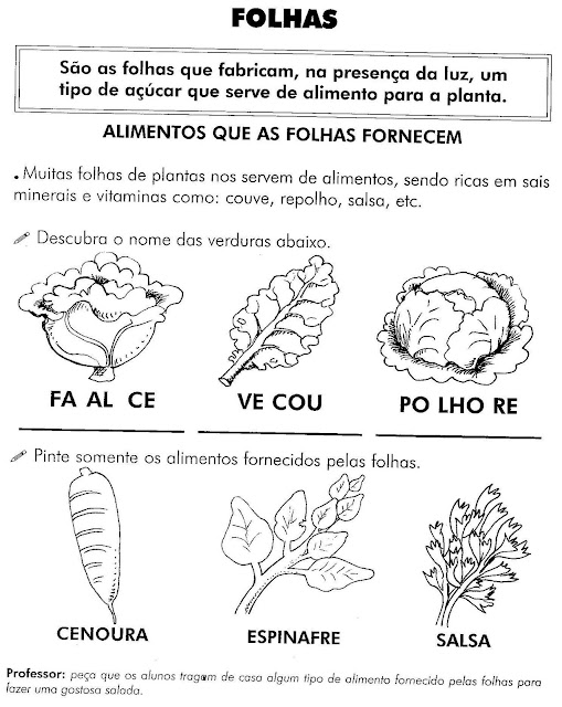 Atividades partes das plantas e suas funções