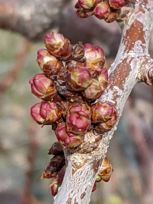 Apricot Tree Spur