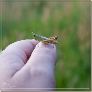 SONY DSC