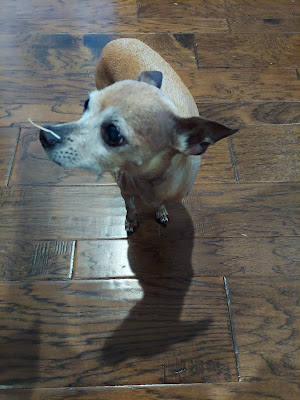 Tan chihuaua walking on a darkwood floor with a piece of yellow grass stuck to her nose