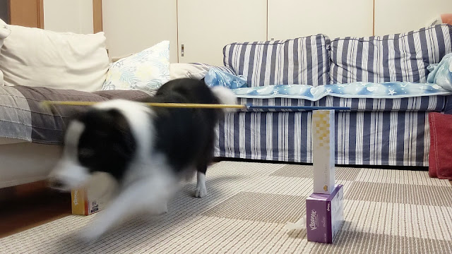 保護犬 ボーダーコリー トーマ