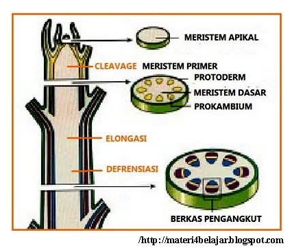 Gambar Struktur Fungsi Jaringan  Hewan  Epitel Gambar di 