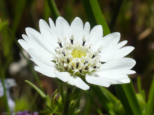 white composit flower with rays and mildly elaborate tubes