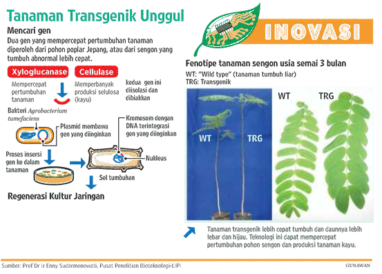  LIPI Siap Luncurkan Padi Transgenik - http://pertaniandotinfo.blogspot.com/2014/02/lipi-siap-luncurkan-padi-transgenik.html