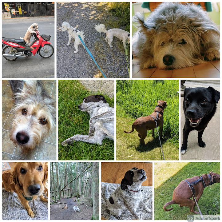 collage of dog pictures Northwest Pet Care Bellingham WA