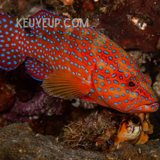 Ikan grouper macan tutul (Epinephelus fuscoguttatus)