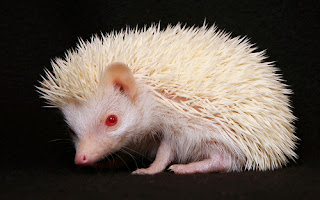African Pygmy Hedgehog.txt
