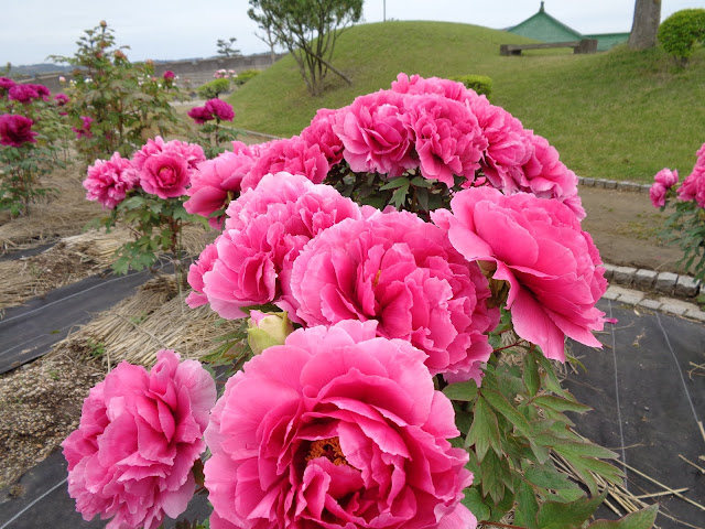 燕趙園の牡丹の花