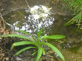 Spider Lily wildflowers at White Rock Lake, Dallas, Texas