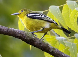 cipoh, sirdung, burung