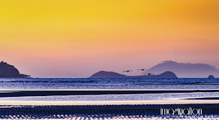 Pelicans flying above sea