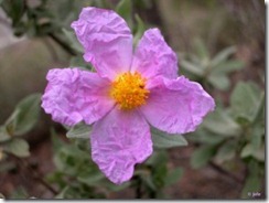 clip_image001
