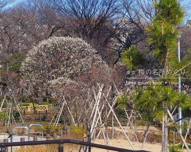 隅田公園の梅