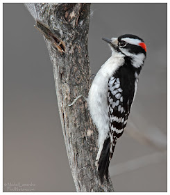 pico pubescente Picoides Dryobates pubescens