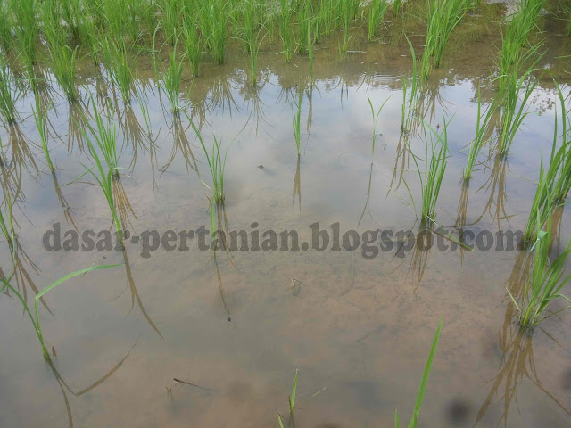  Hama keong mas ialah salah satu dari sekian banyak jenis hama yang menjadi musuh petani  Tehnik Pengendalian Hama Keong Mas Dengan Menggunakan Sistem Pengelolaan Air yang Benar