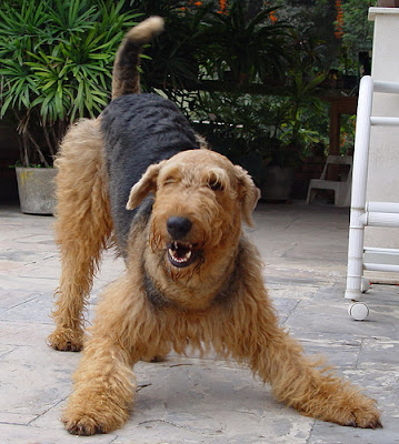 Airedale Terrier personality