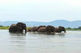 صفات وحياة الفيل