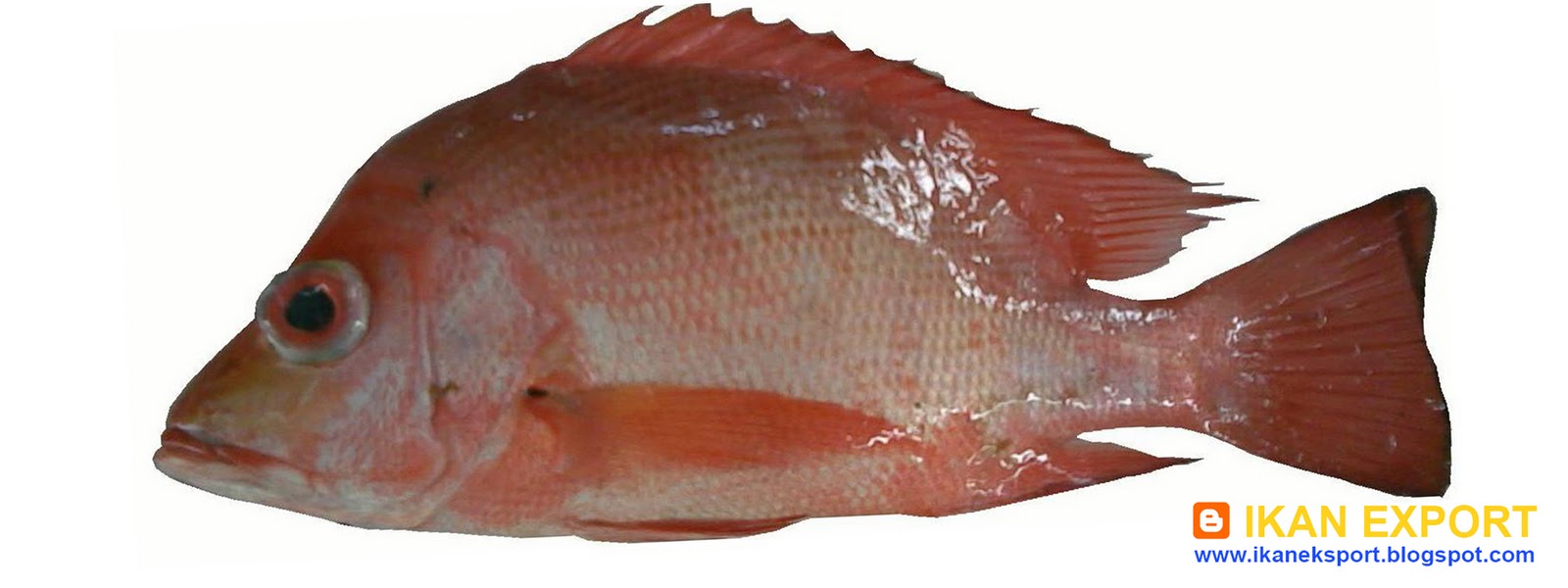  Ikan  Eksport Kakap  Merah