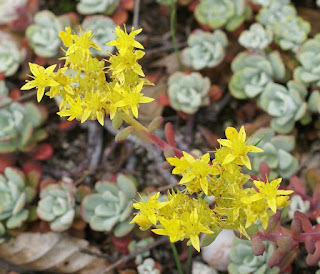 Orpin spatulé - Sedum spathulifolium