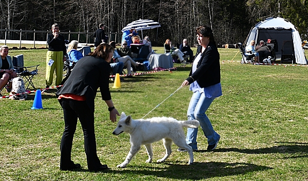 utstilling valpeshow hvit gjeterhund