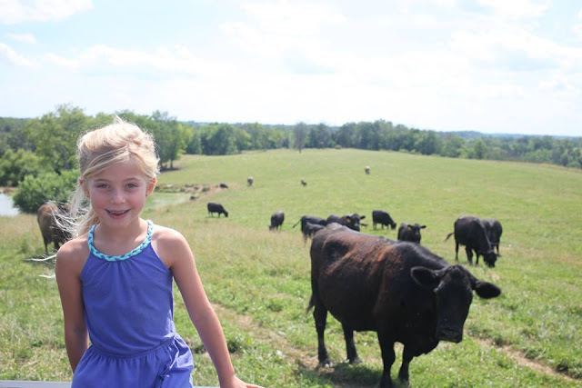 A little girl overlooks a herd of cattle