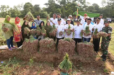 Pemkab Lampung Timur Dukung Pengembangan Budidaya Bawang Merah