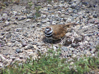 Killdeer at San Joaquin Wildlife Sanctuary