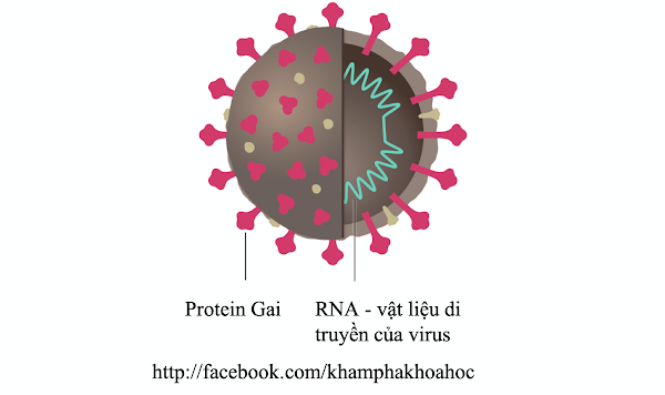 Cấu tạo của Virus Corona