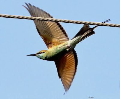 Green Bee-eater