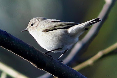 "Common Chiffchaff a winter visitor to Mount Abu"