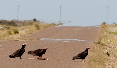 turkey vulture in Valdes Peninsula