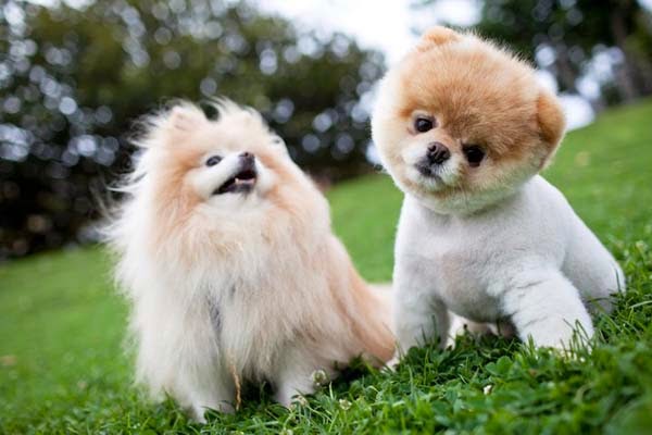 foto di cani piccolissima taglia - Cani di piccola taglia: le razze più adatte per tenerli best5 it