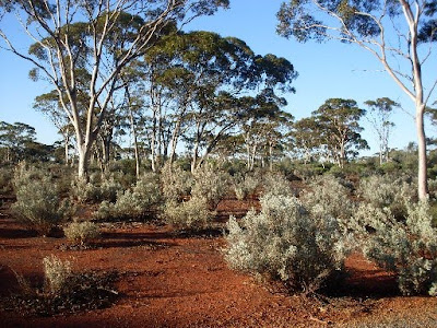 Karlkurla Bushland Park, Kalgoorlie