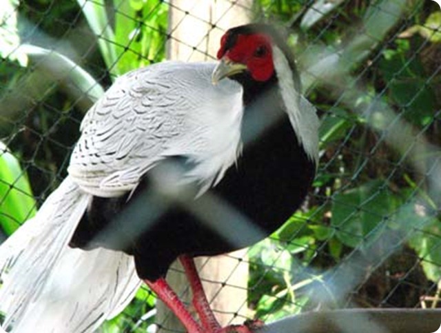 Biodiversity-Male_Silver_Pheasant