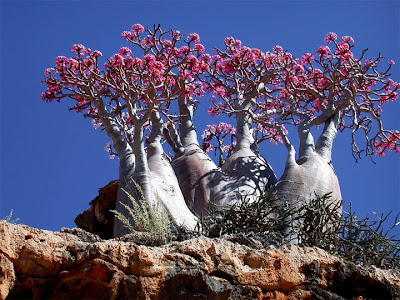 The Desert Rose in bloom